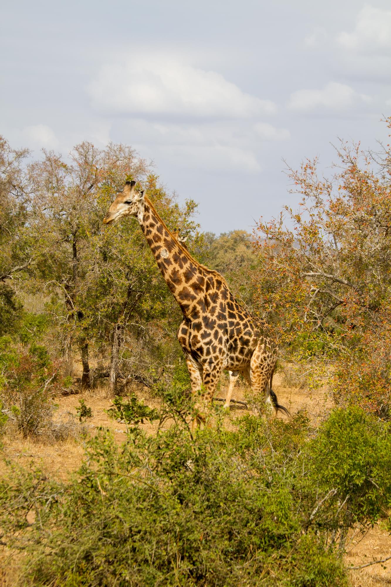 20120728   Sudafrica 0238